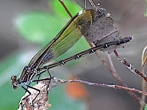 Smoky Rubyspot - Hetaerina titia